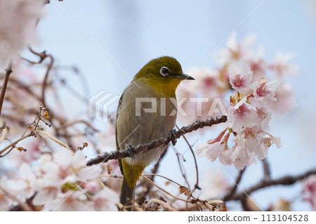 白眼盯著櫻花 113104528