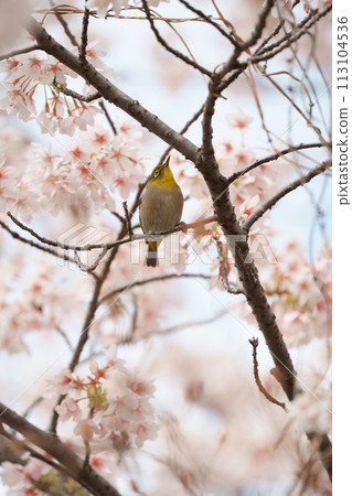 White-eye staring at the cherry blossoms White-eye staring at the cherry blossoms 113104536