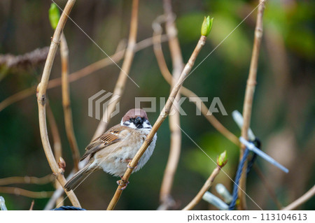 sparrow perched on a branch 113104613