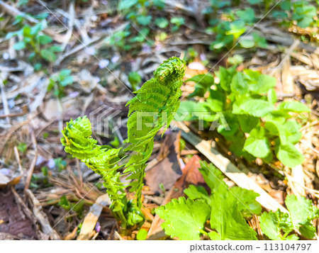 Spring fields and mountains ~Spring sprouts~ 113104797