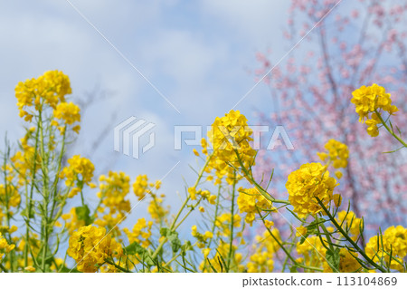 櫻花，油菜花和藍天 113104869