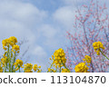 櫻花，油菜花和藍天 113104870