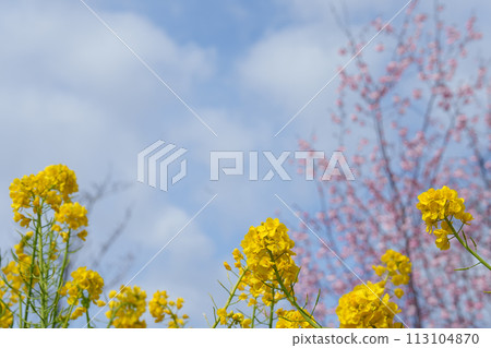 Cherry blossoms, rape blossoms and blue sky 113104870
