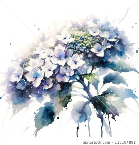 水彩畫繡球花的插圖 水彩畫繡球花 113104891