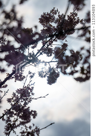 Cherry blossoms of backlight 113104893