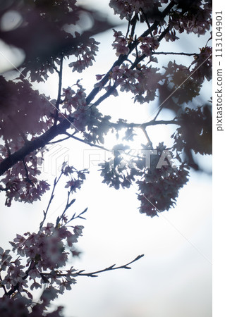 Cherry blossoms of backlight 113104901