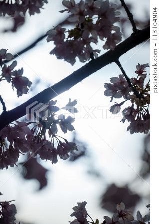 Cherry blossoms of backlight 113104904
