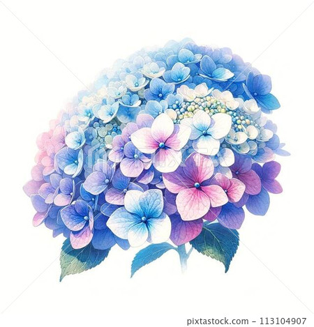 Hydrangea painted in watercolor Colorful Hydrangea Watercolor Hydrangea painted in watercolor Colorful Hydrangea Watercolor 113104907