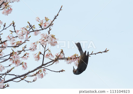 White-eye staring at the cherry blossoms 113104923