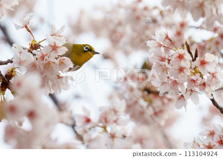 White-eye staring at the cherry blossoms 113104924