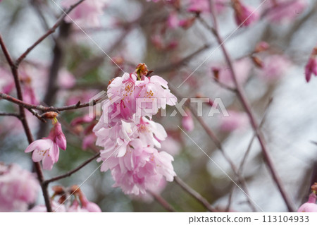 Cherry blossoms in bloom 113104933