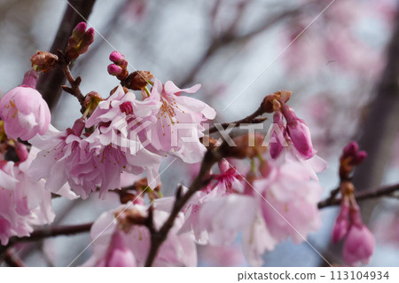 Cherry blossoms in bloom 113104934