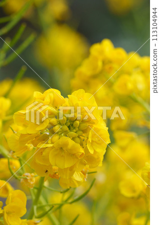 強姦開花 113104944