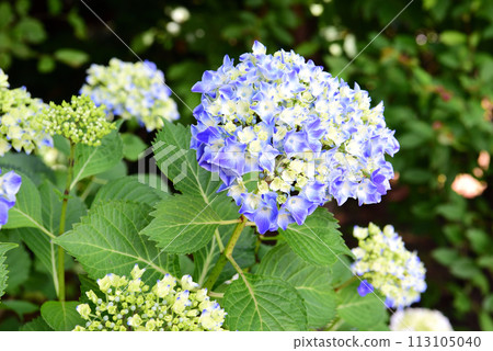 Blue hydrangea Blue hydrangea 113105040
