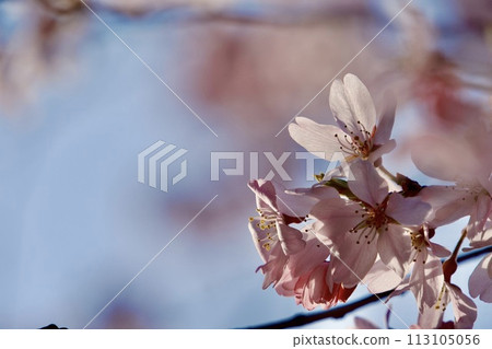 Cherry blossom 113105056