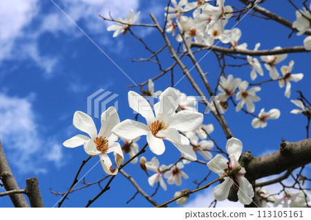White magnolia shining against the blue sky, spring scenery White magnolia shining against the blue sky, spring scenery 113105161