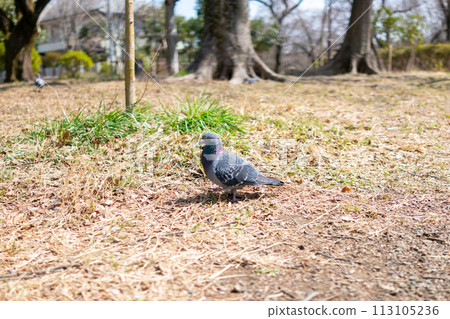 一隻鴿子在公園散步 一隻鴿子在公園散步 113105236