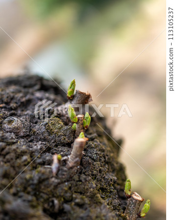 新芽從樹皮中冒出來 113105237