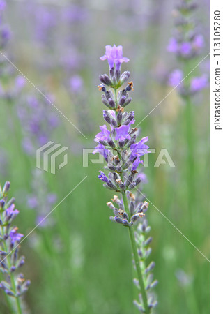 紫色的薰衣草花正在盛開 紫色的薰衣草花正在盛開 113105280
