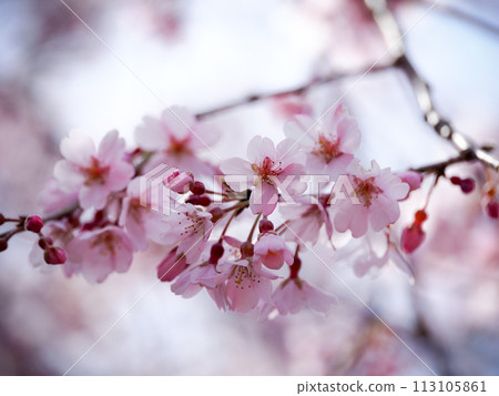 Weeping cherry blossoms at Nammyoji Temple in Hagi City Weeping cherry blossoms at Nammyoji Temple in Hagi City 113105861
