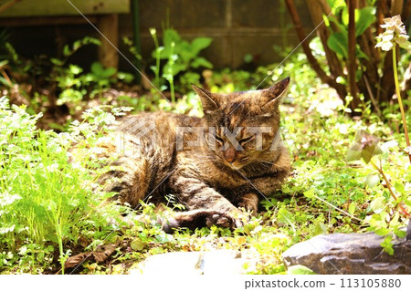 流浪貓在春天的花園裡放鬆 113105880