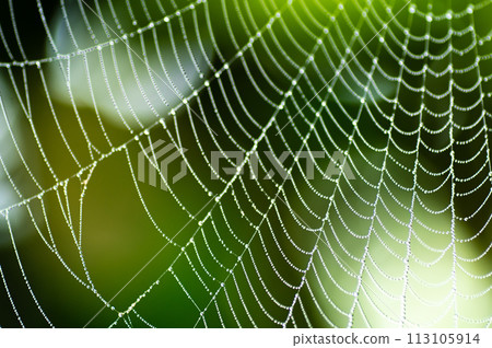Spider web with water droplets on a foggy day 113105914