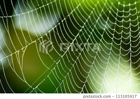 霧天有水滴的蜘蛛網 113105917