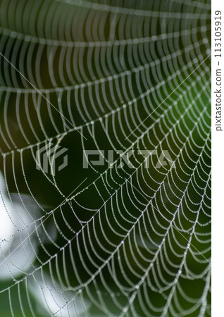 Spider web with water droplets on a foggy day Spider web with water droplets on a foggy day 113105919