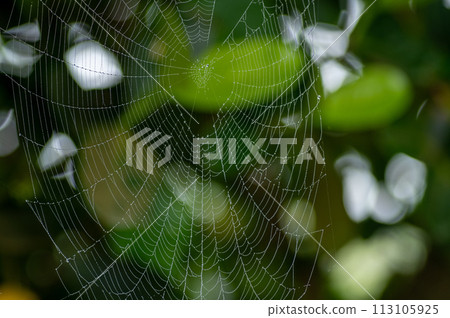 Spider web with water droplets on a foggy day 113105925