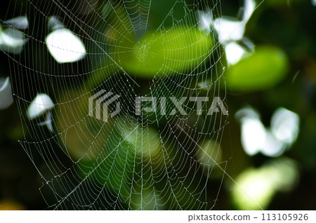 Spider web with water droplets on a foggy day 113105926