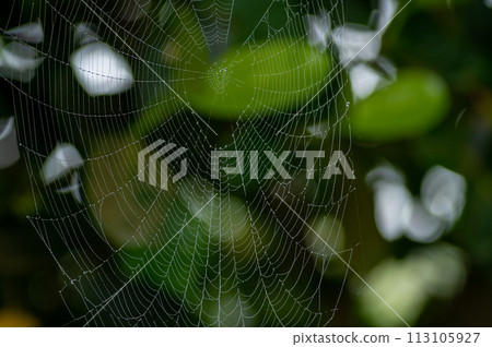 Spider web with water droplets on a foggy day Spider web with water droplets on a foggy day 113105927