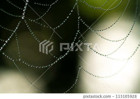 Spider web with water droplets on a foggy day 113105928