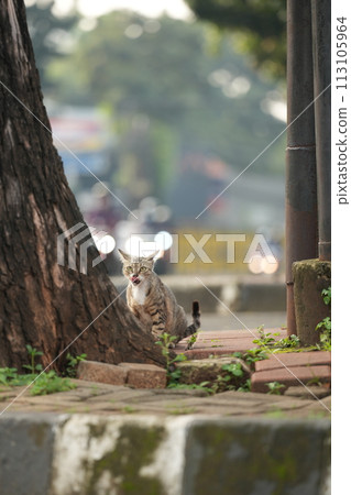 貓在人行道上等待 113105964