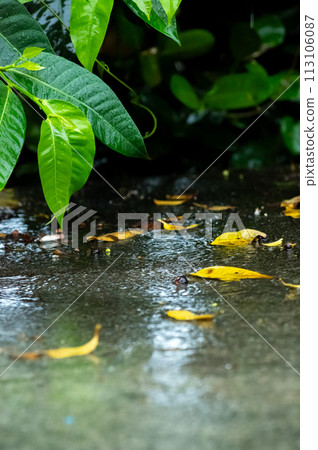 沖繩的颮日 113106087