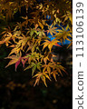 Autumn leaves in late autumn. It was beautiful and sparkled in the sunlight. 113106139