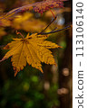 These are the autumn leaves of late autumn. Even though they have already begun to wither, they still look magnificent. 113106140