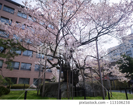 Ishiwarizakura Morioka City 113106238