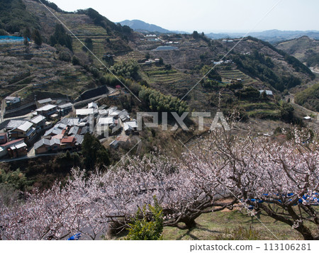 紀州石上田邊梅林 113106281