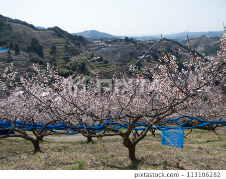 紀州石上田邊梅林 113106282
