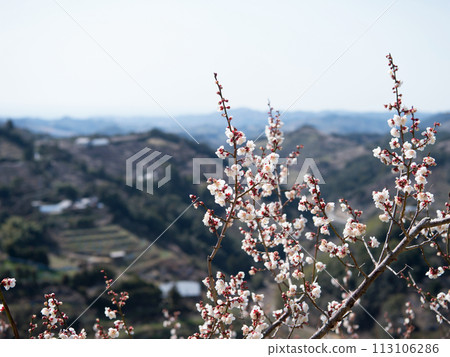 紀州石上田邊梅林 113106286