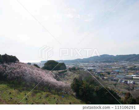 Southern plum forest Southern plum forest 113106291