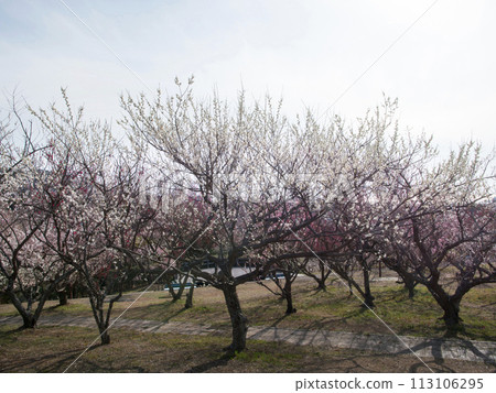Southern plum forest 113106295