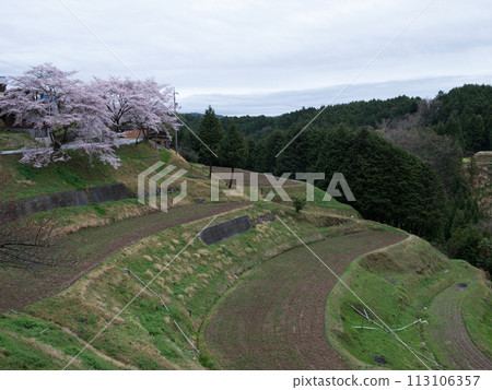 Cherry Blossoms Kitanosho Rice Terraces Cherry Blossoms Kitanosho Rice Terraces 113106357