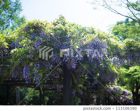 紫藤架,四季之村 紫藤架,四季之村 113106390