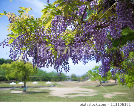 紫藤架，四季之村 113106391