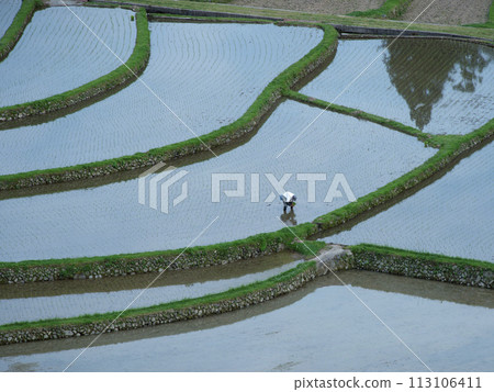 新城島水稻種植 113106411