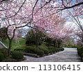 Fukuoka Park cherry blossoms 113106415