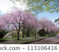 Fukuoka Park cherry blossoms 113106416