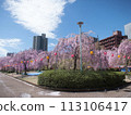 Fukuoka Park cherry blossoms 113106417