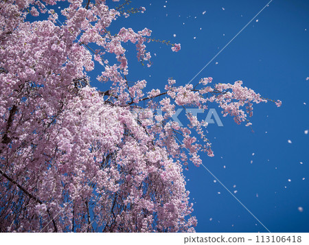 Fukuoka Park cherry blossoms 113106418